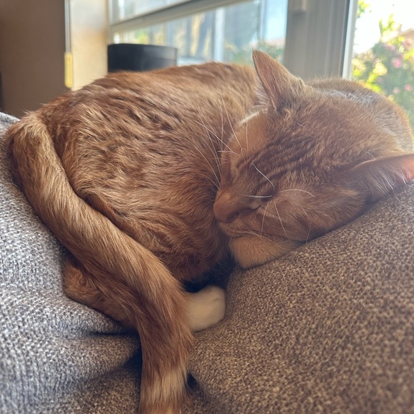 Meet your Posher, Elizabeth - Picture 3 of 5